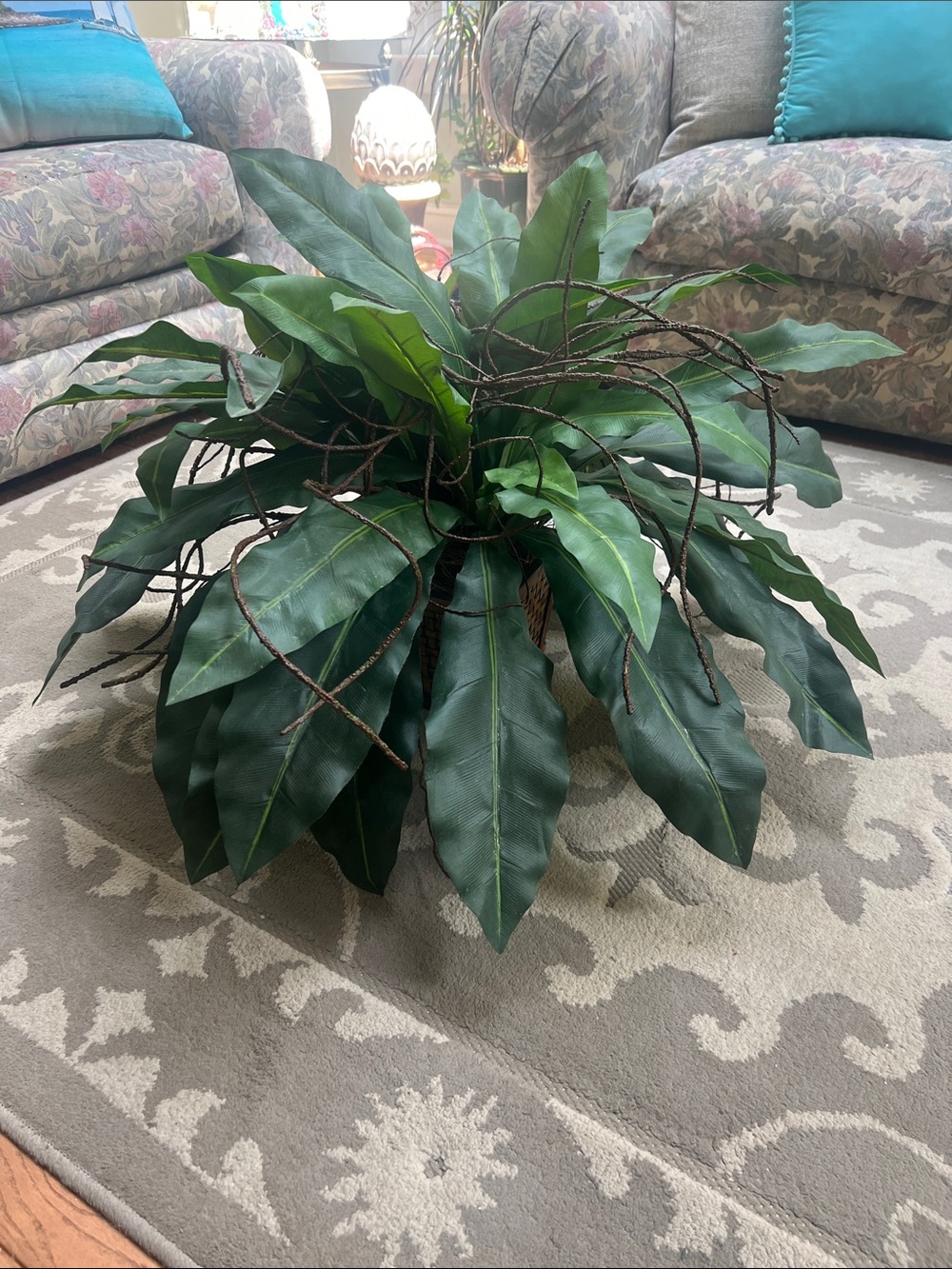 Artificial Bird's Nest Fern (Asplenium nidus) featuring wide, strap-like fronds